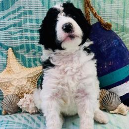 Coral - Parti female Poodle puppy in Harpers Ferry, West Virginia from Oso Perfect Poodles and Doodles