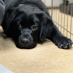 Working Dog Cross Puppies from Happy Hartz