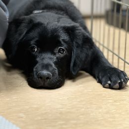 Working Dog Cross Puppies from Happy Hartz