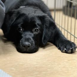 Working Dog Cross Puppies from Happy Hartz