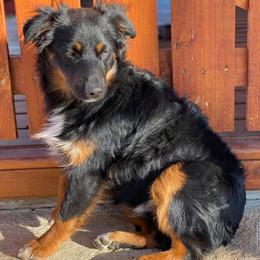 Aussiedoodle and Miniature Australian Shepherd All Grown Up from Rocking R Ranch Aussies