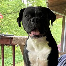 Tessa - Boxer
