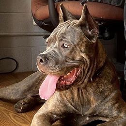Ethie - Cane Corso