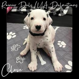 Dalmatian Puppies from Rainier DALS LUA Dalmatians of Washington