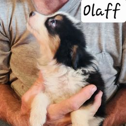 Olaff - Black male Working Dog Cross puppy in Nevada, Missouri from Briarwood Collies
