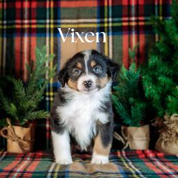 VIXEN - Black tri female Miniature American Shepherd puppy in Puyallup, Washington from TRAILS END (FERGI’S) GEMINI