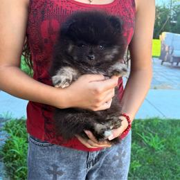 Bobo - Black and tan male Pomeranian puppy in Waterloo, Indiana from Garcias Pomeranian