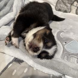 Lexus - Black and white female Pomsky puppy in Ravena, New York from Osiris’s Siberians & Pomskies