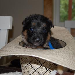 Chai - Black and red female German Shepherd puppy in Llano, Texas from Von Ark German Shepherds