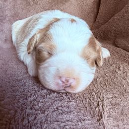 Penny - Cream female Aussiedoodle puppy in Maysville, Missouri from Mini AussieDoodles on Meadow Lane