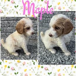 Maple (Girl 5) - Parti female Goldendoodle puppy in Ankeny, Iowa from Iowadoodles2love
