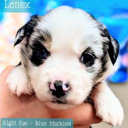 Lenox - Blue merle male Miniature Australian Shepherd puppy in Punta Gorda, Florida from Christie's Creekside Aussies