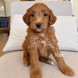 Parker - Red  male Goldendoodle puppy in Gilbert, Arizona from Doodle Bliss