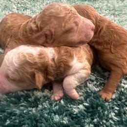 Piglet - Red male Cavapoo puppy in Liberty Hill, Texas from Cuddlebug Cavapoos of Austin