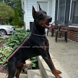 Atticus - Doberman Pinscher