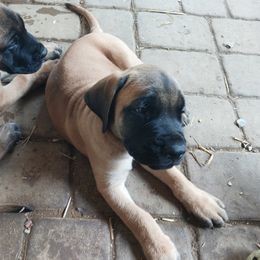 Mastiff Puppies from Peter Moser's Mastiffs