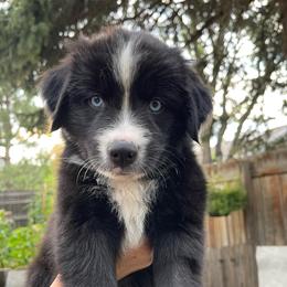 Penne - Black & white female Miniature Australian Shepherd puppy in Fort Collins, Colorado from Basil’s Sweet Creatures