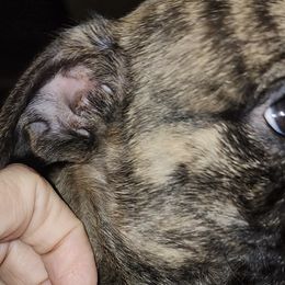 Boston Terriers, Dachshunds, and Pugs from Mauzey's Bostons