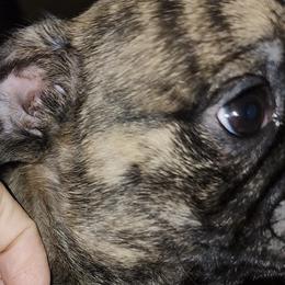 Boston Terriers, Dachshunds, and Pugs from Mauzey's Bostons