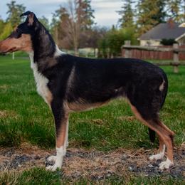 Pancho - Black white and tan Collie puppy in Eastsound, Washington from Arabella Collies