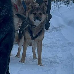 Shepherd - Alaskan Husky