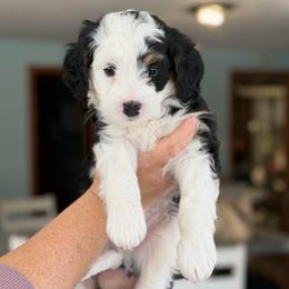 Frostbite - Tri-color male Bernedoodle puppy in Henry, Illinois from Rowe Farms Doodles