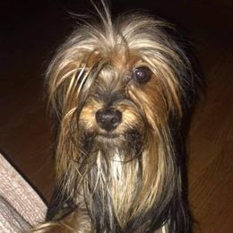 Peluche - Yorkshire Terrier
