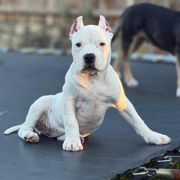 Silver - White female American Bully puppy in Princeton, Texas from District 12 Kennels