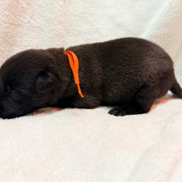 Orange Collar - Mahogany male Belgian Malinois puppy in Trenton, Georgia from Laeknir K9