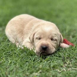 Anakin (Red Collar) - Yellow male Dilute Retriever puppy in Little Rock, Arkansas from Charcoal And Silver Labs