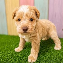 Sully - Wheaten male Miniature Schnauzer puppy in Lufkin, Texas from C&K’s Schnauzer House