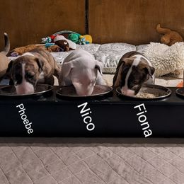 Bull Terrier Puppies from Old England Bull Terriers
