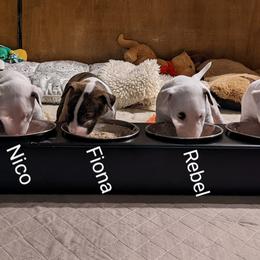 Bull Terrier Puppies from Old England Bull Terriers