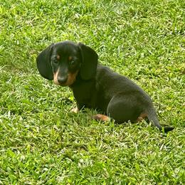 Shadow - Black and tan male Dachshund puppy in Carrollton, Illinois from Kelly's Doxies
