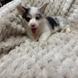 Poppy - White and black female Pembroke Welsh Corgi puppy in Anderson, South Carolina from Powell's Corgis
