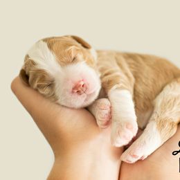 Bernedoodle Puppies from R+R Doodles