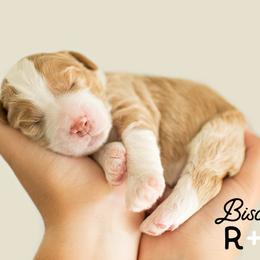 Bernedoodle Puppies from R+R Doodles