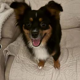 Toy Australian Shepherd puppies from Hoffman Forest Acres LLC
