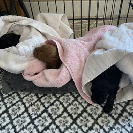 Cockapoo Puppies from Coco's Cocopuffs