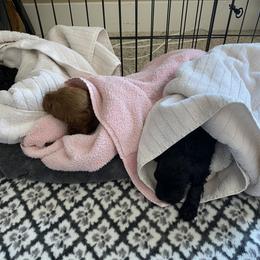 Cockapoo Puppies from Coco's Cocopuffs