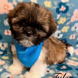 Tyler - Gold and white male Shih Tzu puppy in Hemet, California from Aloha Shih Tzu