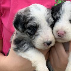 Bordoodle Puppies from Borders of Eby Eden