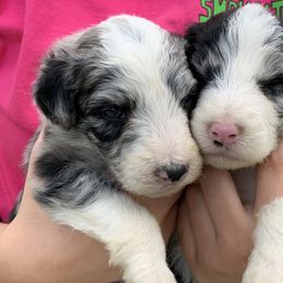 Bordoodle Puppies from Borders of Eby Eden