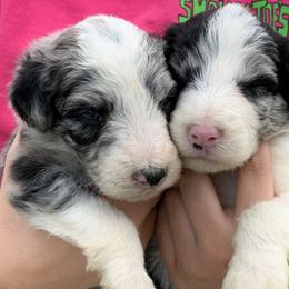 Bordoodle Puppies from Borders of Eby Eden