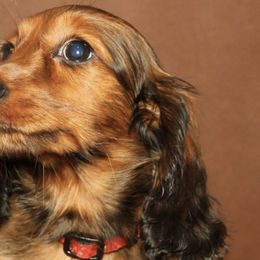 Dachshunds from Tip O The Lakes Dachshunds