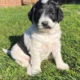 Dottie Ellipse - Parti female Double Doodle puppy in Johnston, Iowa from Trinity Doodles