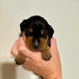 Video Roman - Black and rust male Miniature Pinscher puppy in Eatonton, Georgia from TNT Puppies