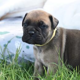 Jewel - Fawn female Bullmastiff puppy in Chickasha, Oklahoma from Rustic Lace