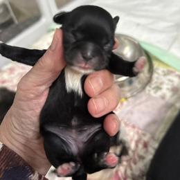 Keeley - Black female Shih Tzu puppy in Tallahassee, Florida from Bows and Bow Ties