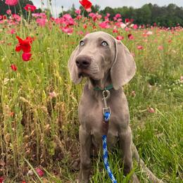Light Blue - Gray male Weimaraner puppy in Advance, North Carolina from Trax Weimaraners